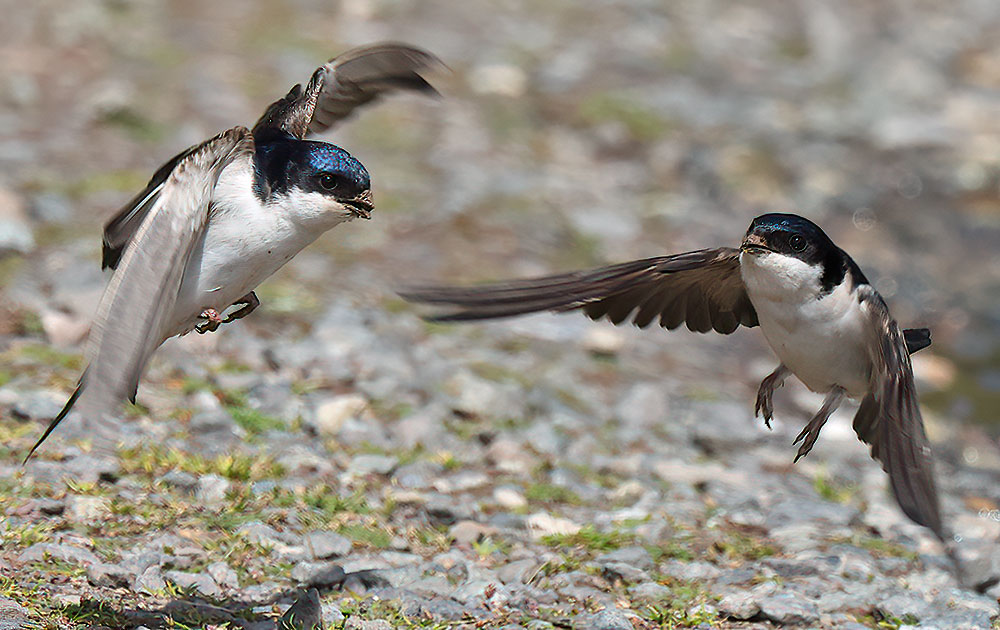 House martins